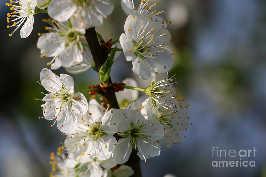 Pear Blossoms Photograph by Amanda Mohler