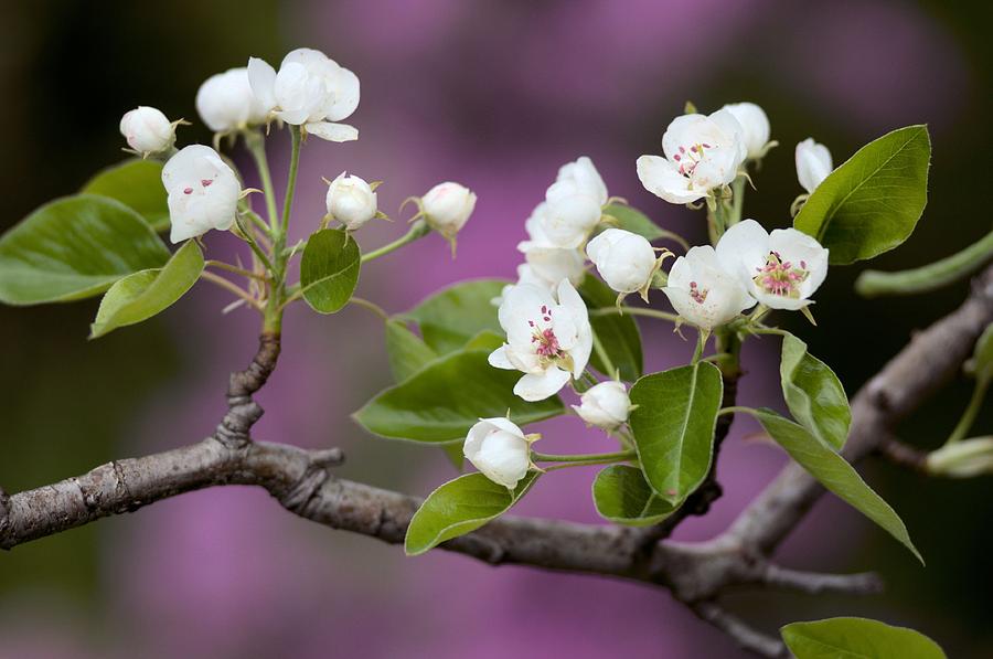 Pear Blossoms Photograph by Douglas Pike