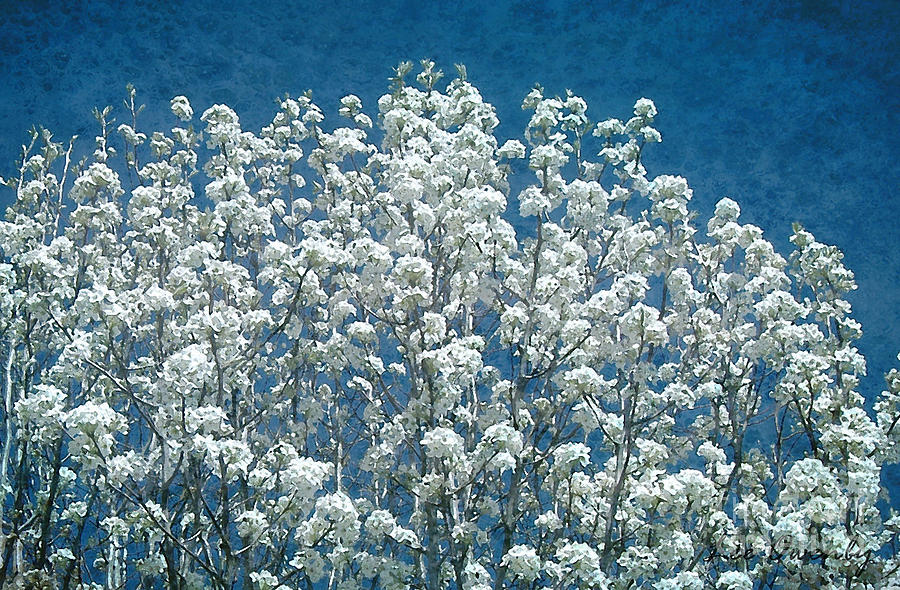 Pear Blossoms Photograph by Lee Owenby