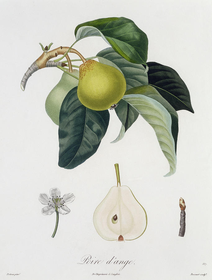 Flower Painting - Pear by Pierre Antoine Poiteau