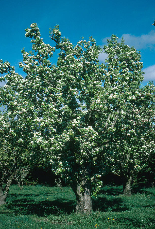 Pear Tree Photograph by A.b. Joyce
