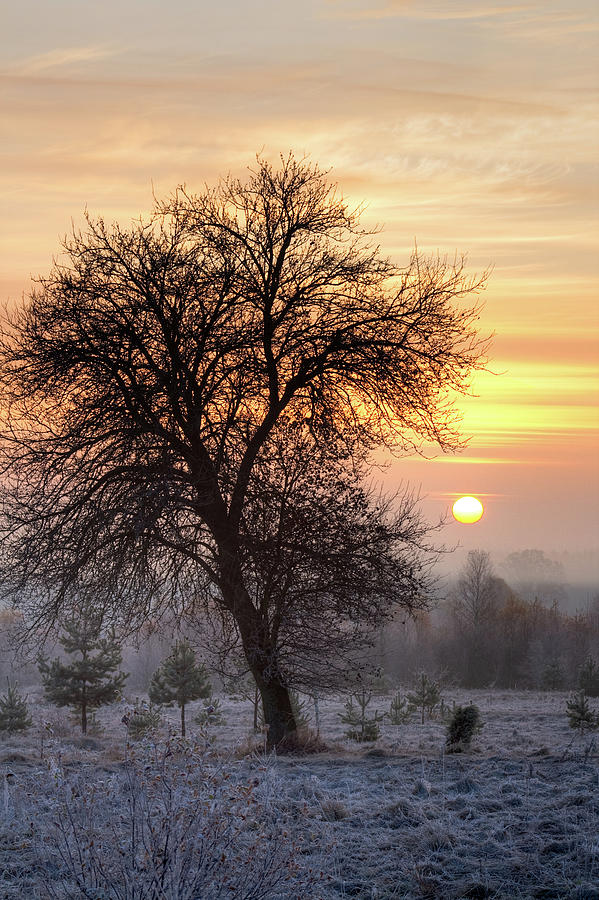 Pear Tree At Sunrise Photograph by Rivendels