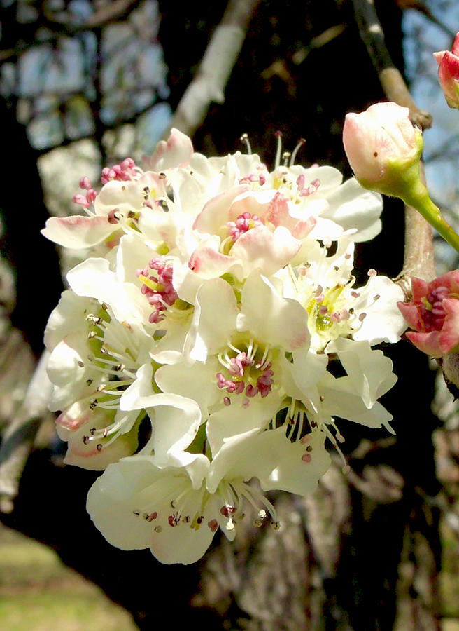 Pear Tree Blossom Photograph by Dawn Gagnon