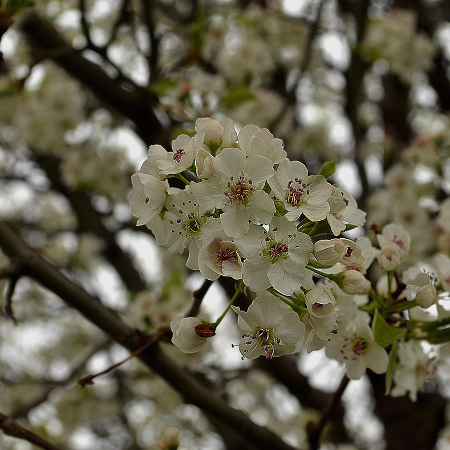 Pear Tree Blossom Photograph by Lawrence Ott