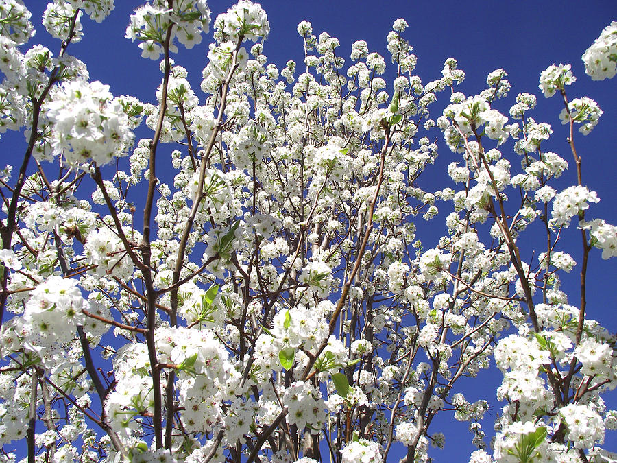 When do pear trees blossom?