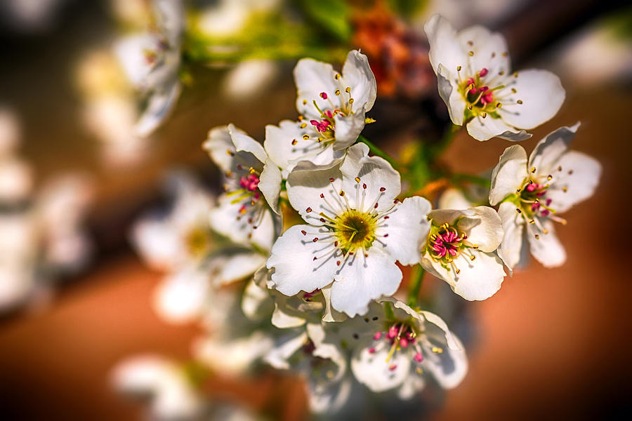 Pear Tree Blossoms Photograph by Sennie Pierson