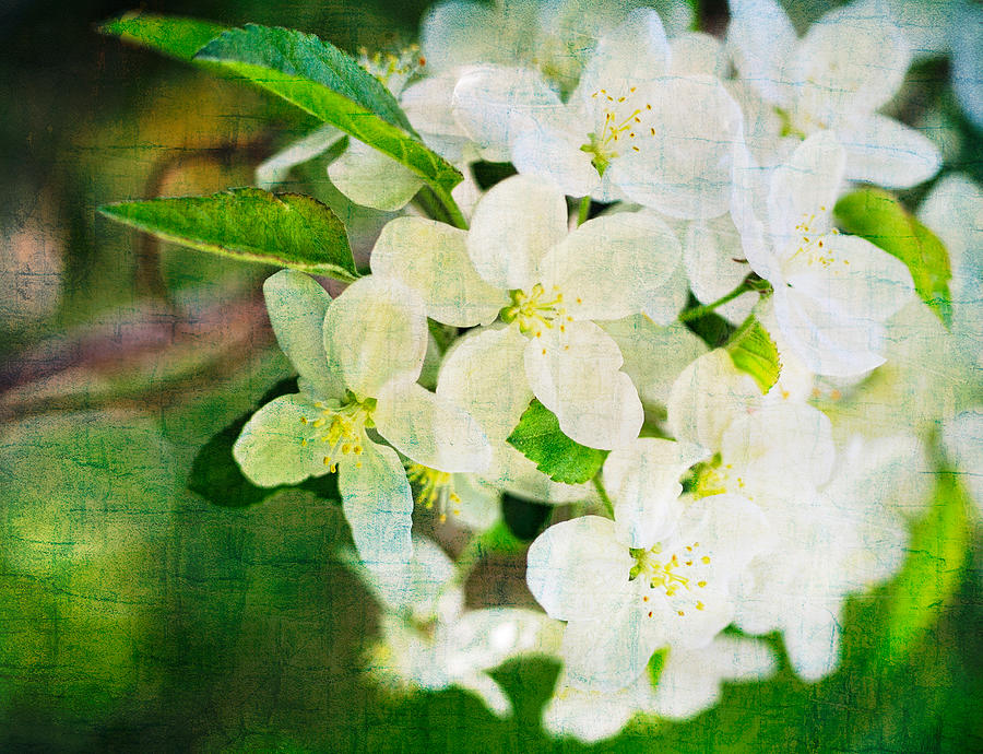Pear Tree Blossoms Vintage Texture Photograph by Marianne Campolongo