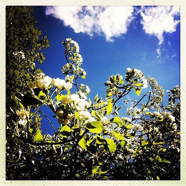 Nature Photograph - Pear Tree by Julia Middleton