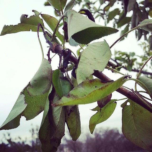 Fruit Photograph - Pear Tree Leaves Are A Little Droopy by Blake Kirby