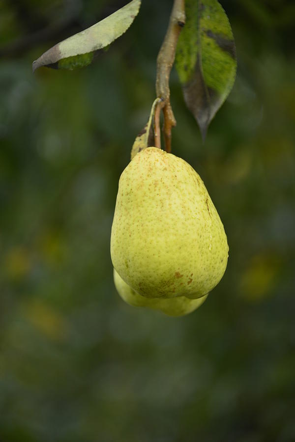 Pear Photograph - Pear Wine by Image Takers Photography LLC - Carol Haddon
