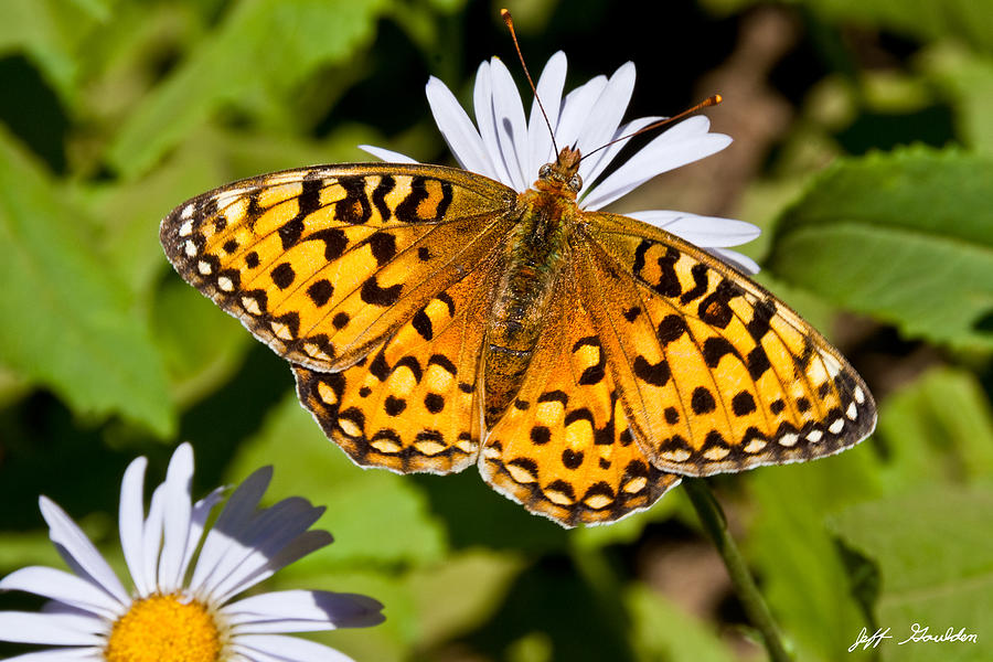 Pearl Border Fritillary Butterfly on an Aster Bloom Photograph by Jeff Goulden