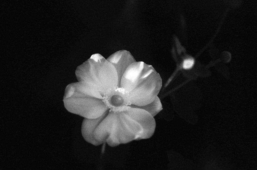 Pearl Bush - Snow Day Surprise - Infrared Photograph by Pamela Critchlow