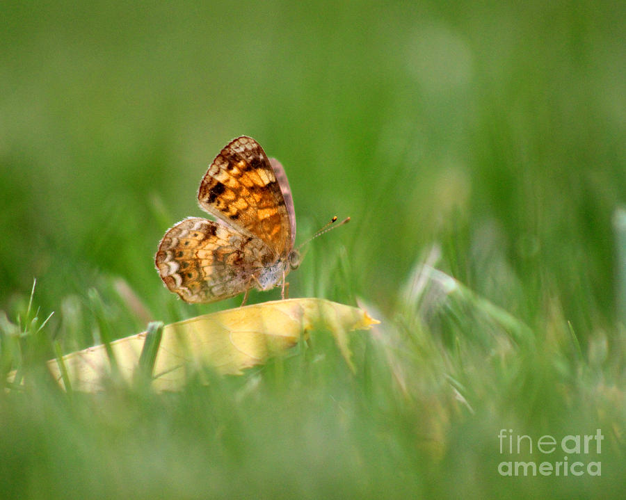Pearl Crescent Butterfly in Grass Photograph by Karen Adams