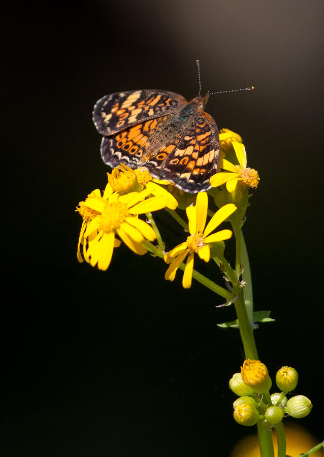 Pearl Crescent Butterfly Photograph by Melinda Fawver