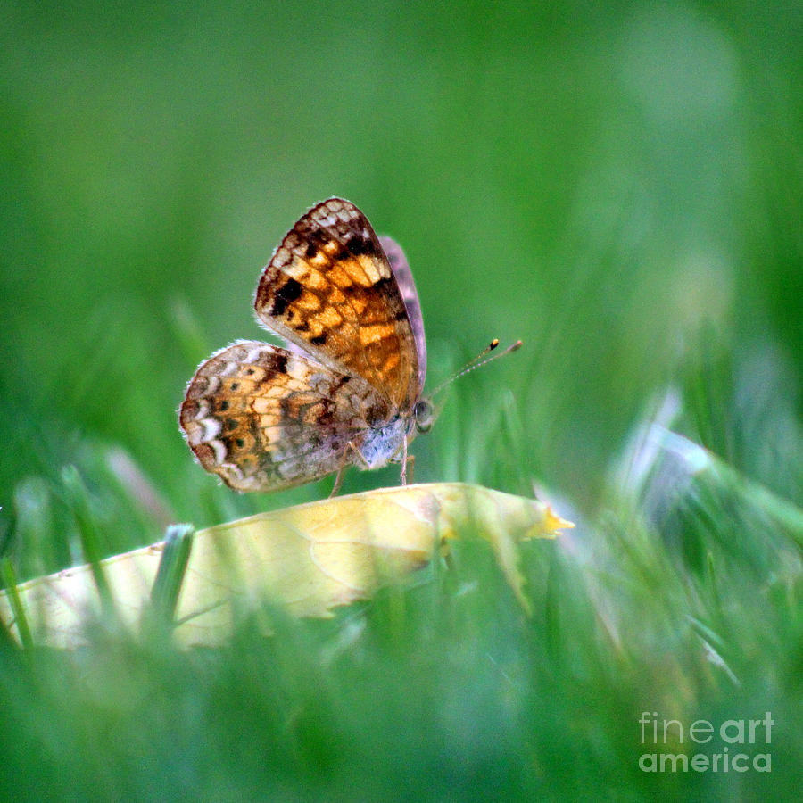 Pearl Crescent Butterfly Square Grass Photograph by Karen Adams