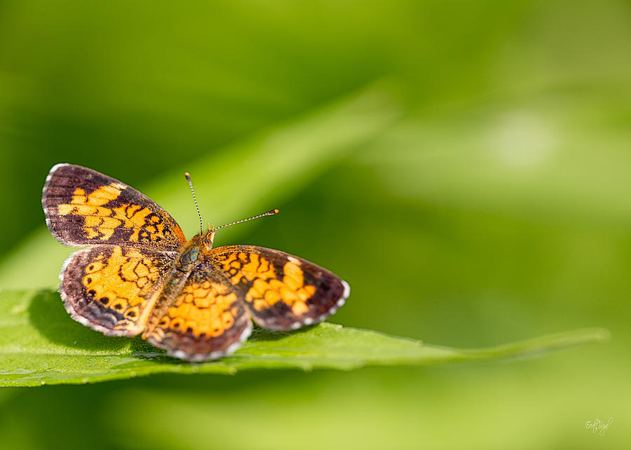 Butterfly Photograph - Pearl Crescent notecard by Everet Regal