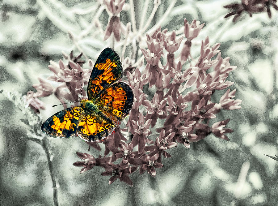Butterfly Photograph - Pearl Crescent  On Butterfly Weed by Constantine Gregory