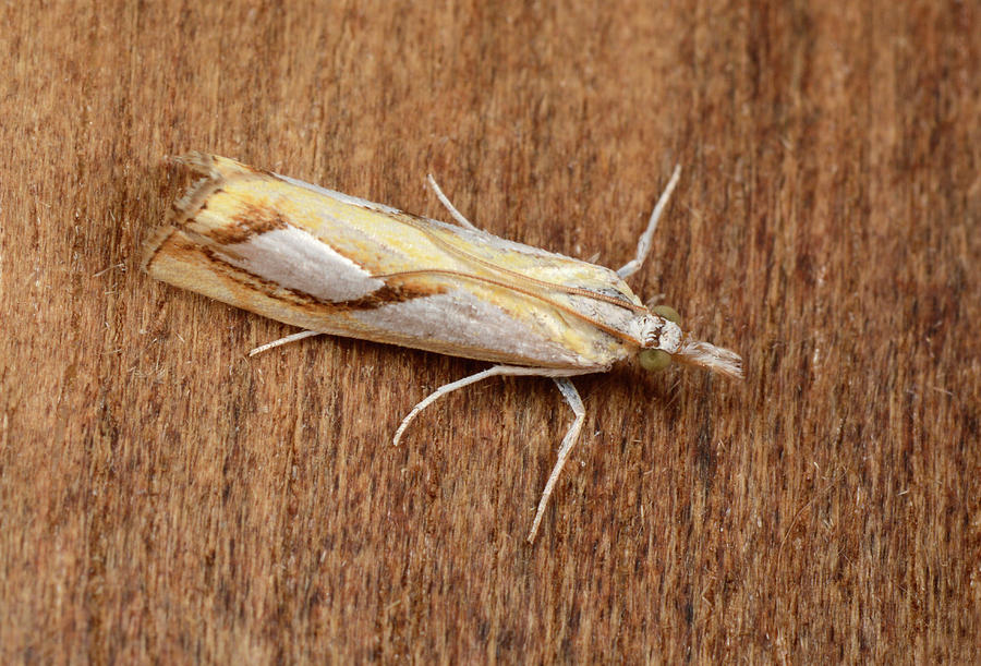 Pearl Grass-veneer Moth Photograph by Nigel Downer