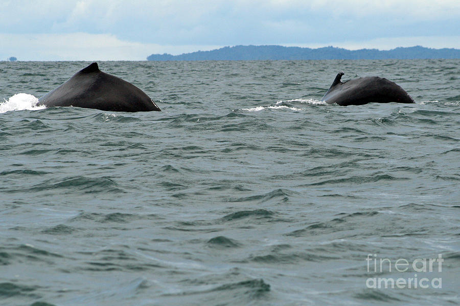 Pearl Island Whales Photograph by Bob Hislop