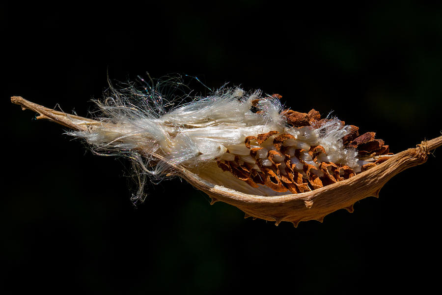 Pearl Milkweed Pod Split Open Photograph by Steven Schwartzman