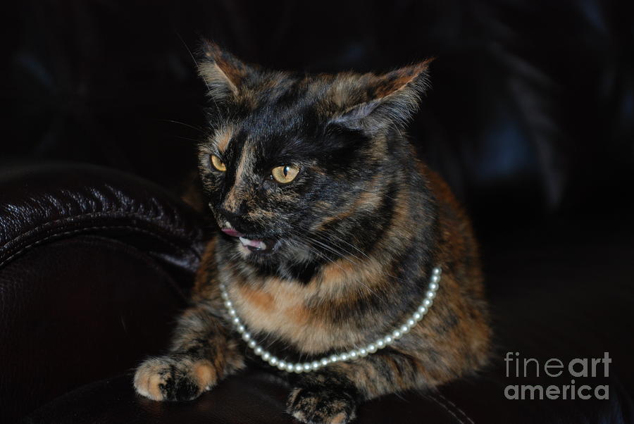 Pearl with Pearls. Portrait of Cat with Pearls Photograph by Oksana Semenchenko