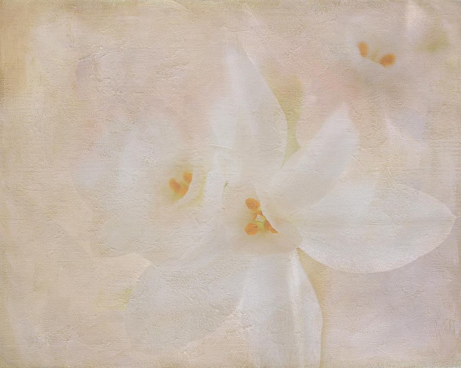 Pearl on Petals Digital Art by Michelle Ayn Potter
