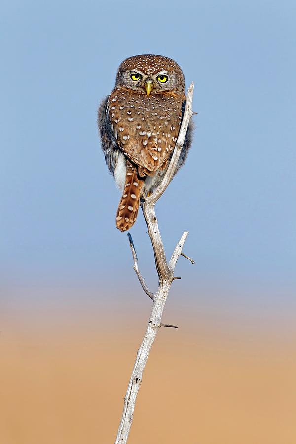 Owl Photograph - Pearl-spotted Owlet by Bildagentur-online/mcphoto-schaef