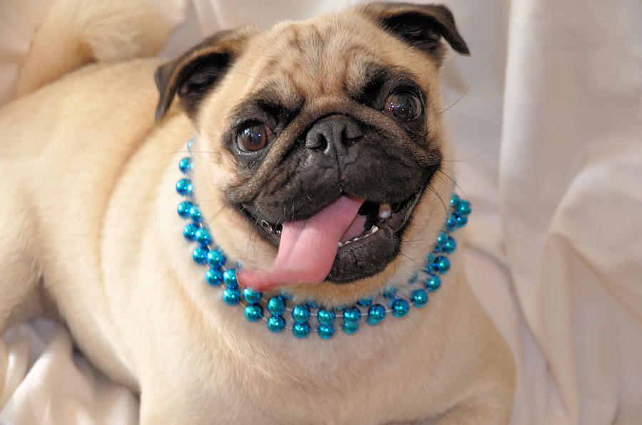 Pearls For The Pug Photograph by Jan Amiss Photography