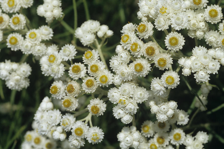 Pearly Everlasting Photograph by Jeanne White