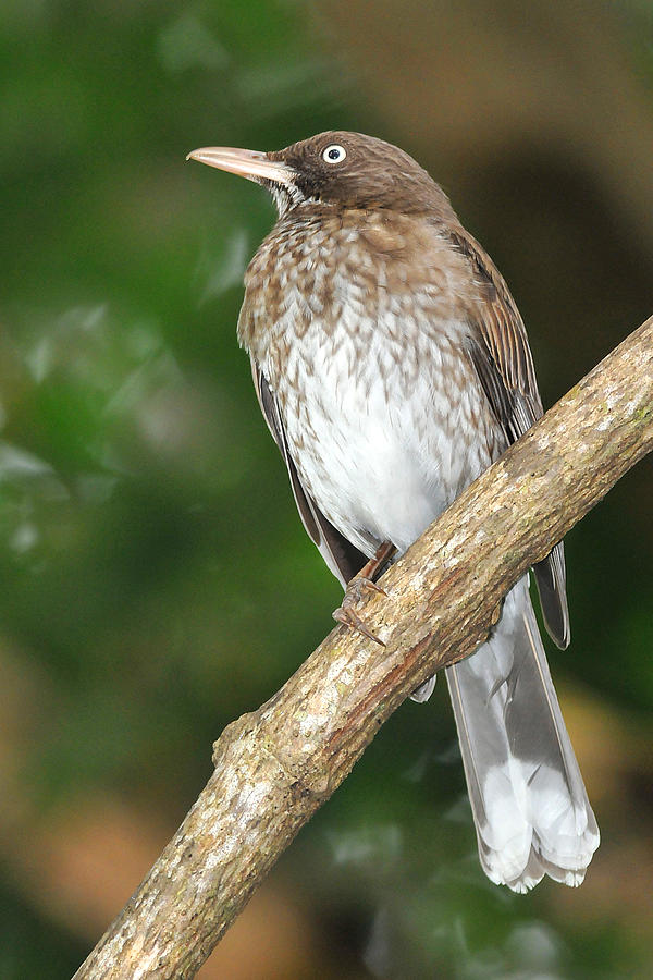 Pearly-eyed Thrasher Photograph by Alan Lenk