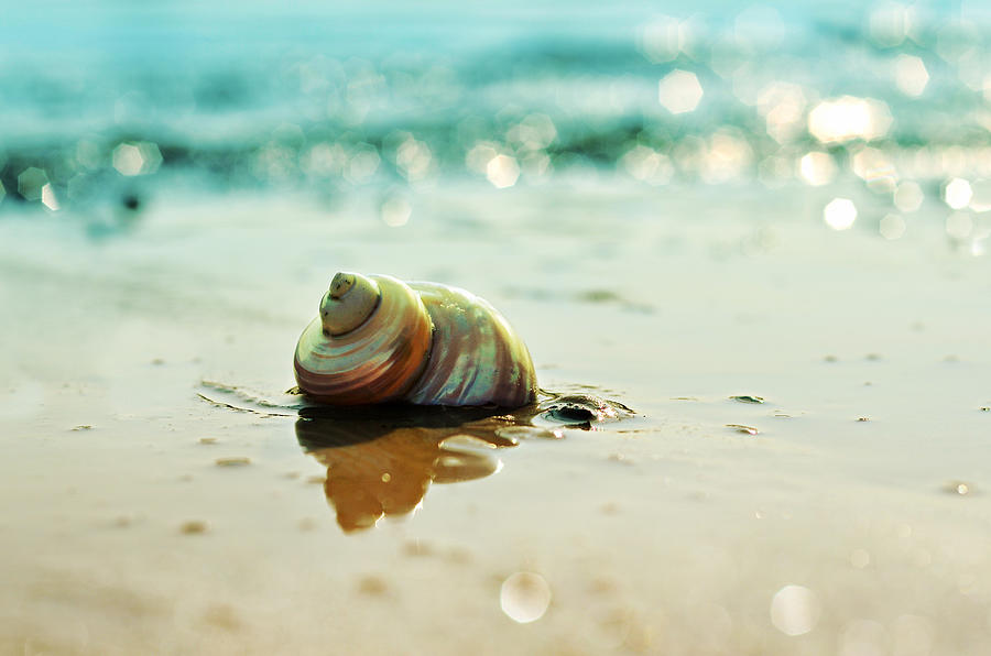 Pearly Shell Photograph by Laura Fasulo
