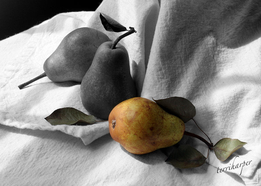Pears - A Still Life Photograph by Terri Harper