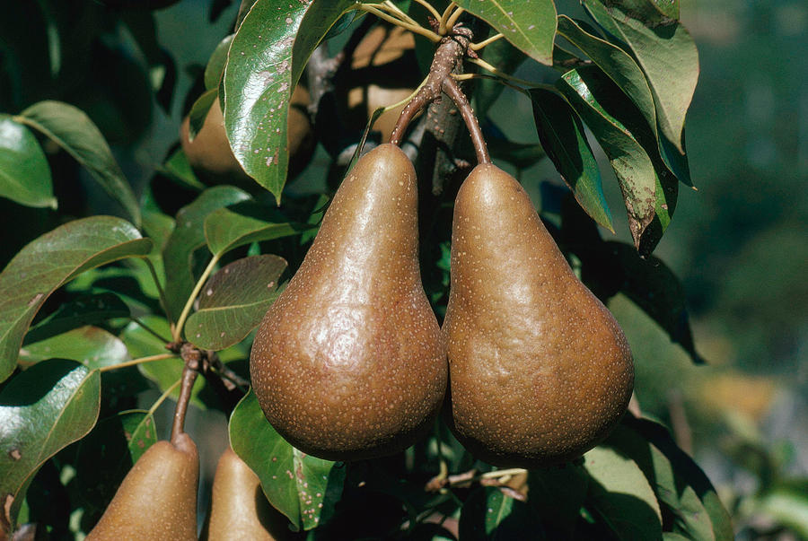 Pears Photograph by A.b. Joyce