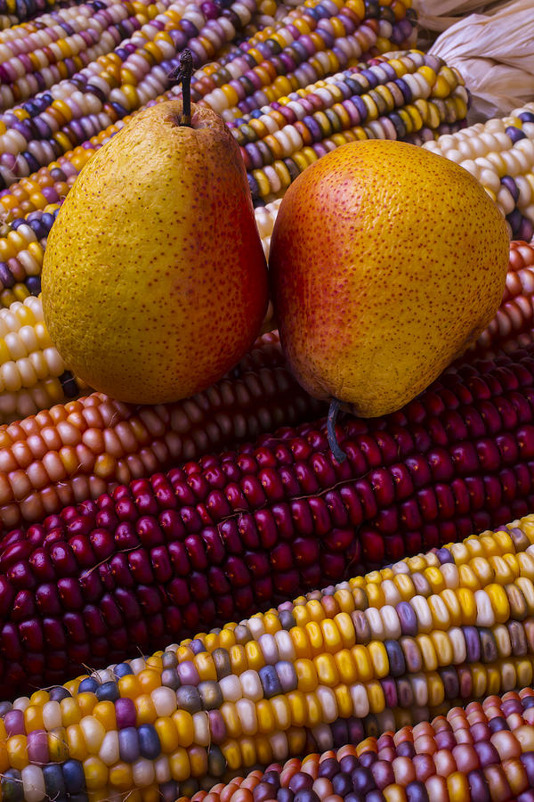 Pear Photograph - Pears and Indian corn by Garry Gay