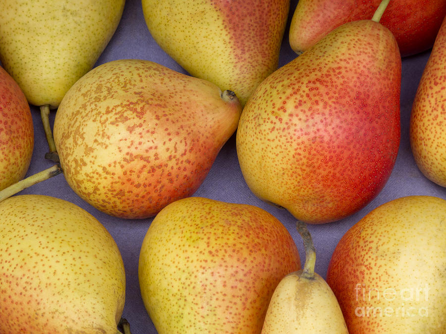Pears Photograph by Ann Horn