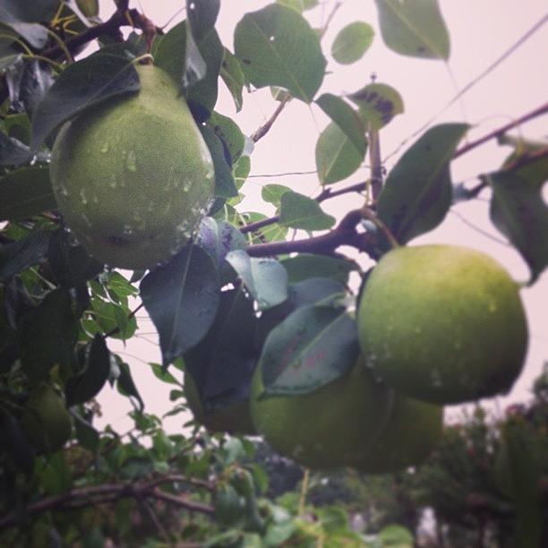 Pears Are Ripe! If You Live In Bham And Photograph by Trey Jackson