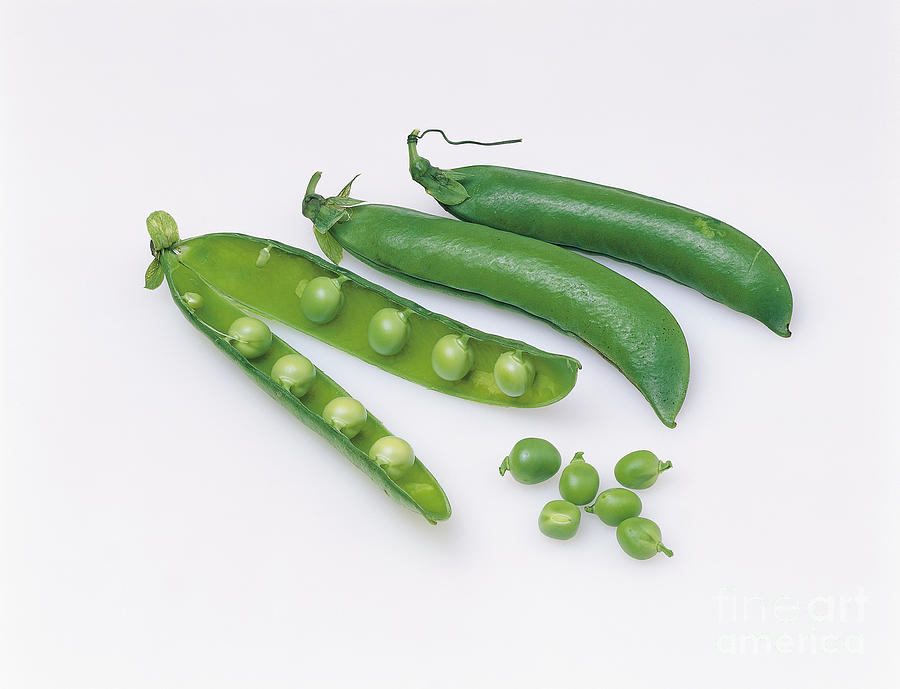Vegetable Photograph - Peas by G. Buttner/Naturbild