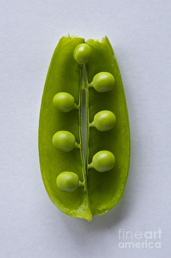 Peas in a Pod 2 Photograph by Sean Griffin