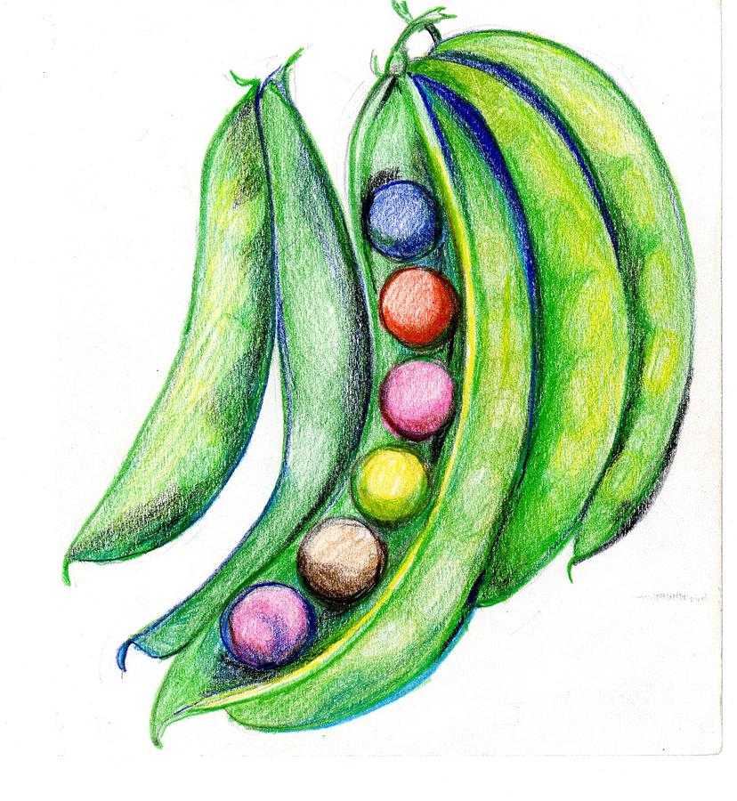 Peas In A Pod Drawing by Jan Harris Arduini