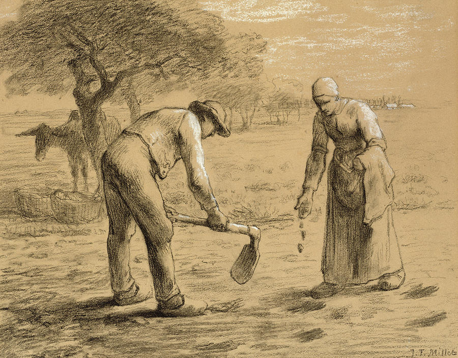 Peasants planting potatoes Drawing by JeanFrancois Millet Pixels