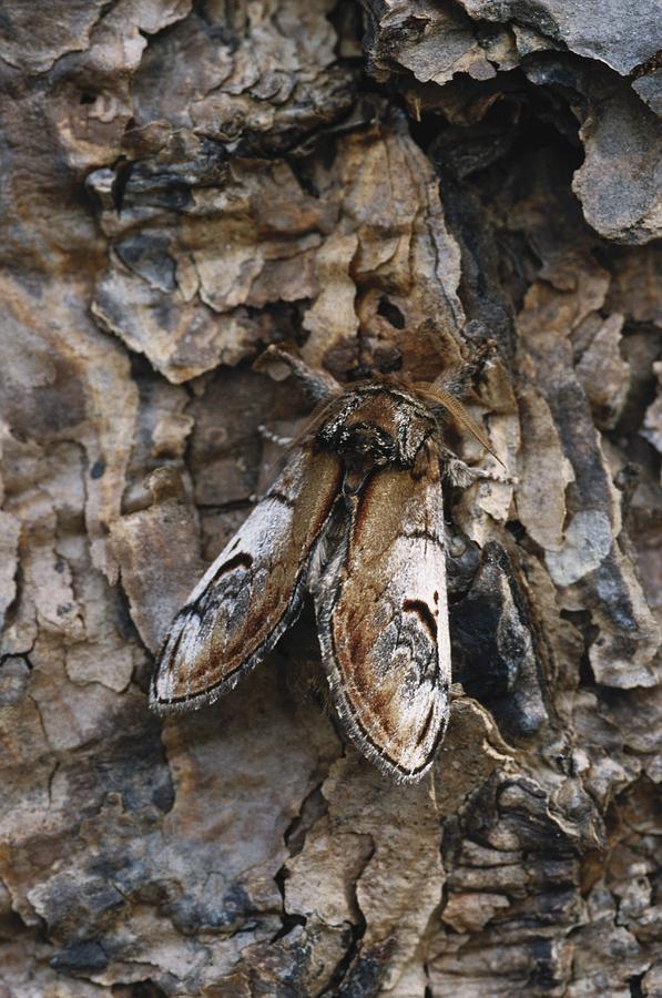 Pebble Prominent Moth Photograph by Biophoto Associates
