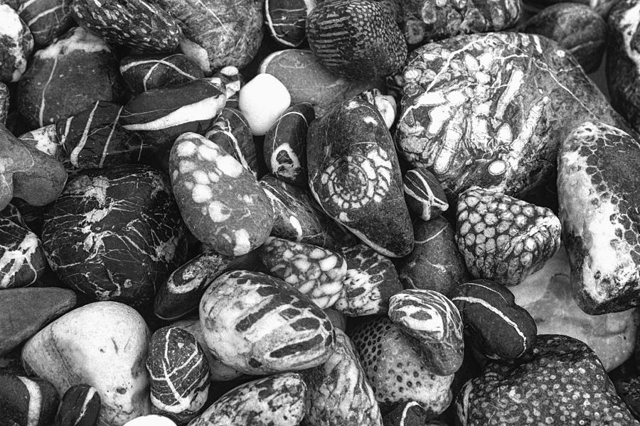 Pebbles from Alaska Photograph by Judith Barath