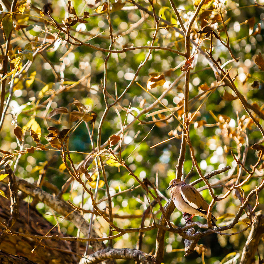 Pecan Tree Sittin Photograph by Melinda Ledsome