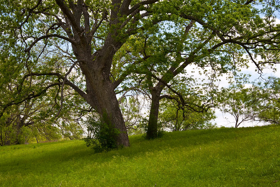 Landscape Photograph - Pecan Trees by Mark Weaver