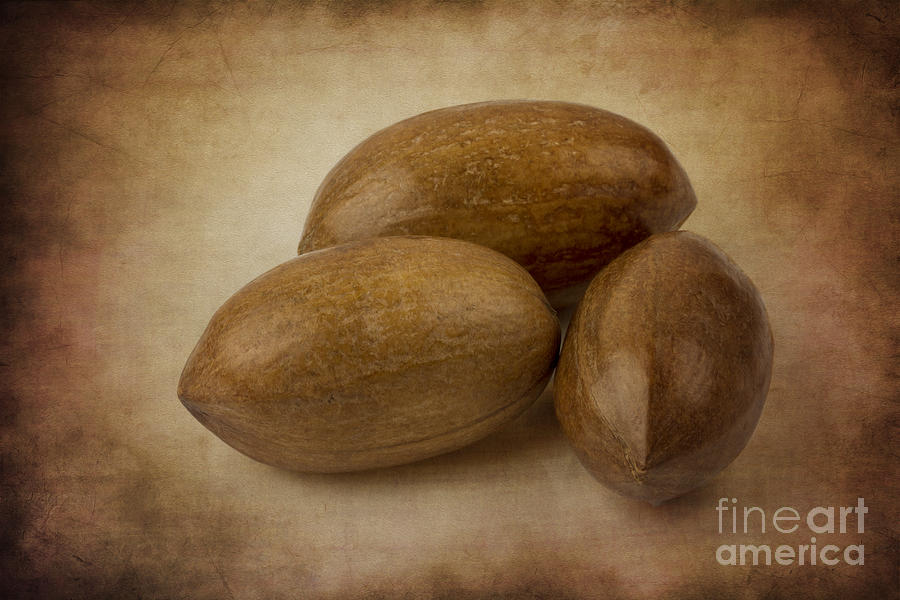 Pecans. Photograph by Clare Bambers