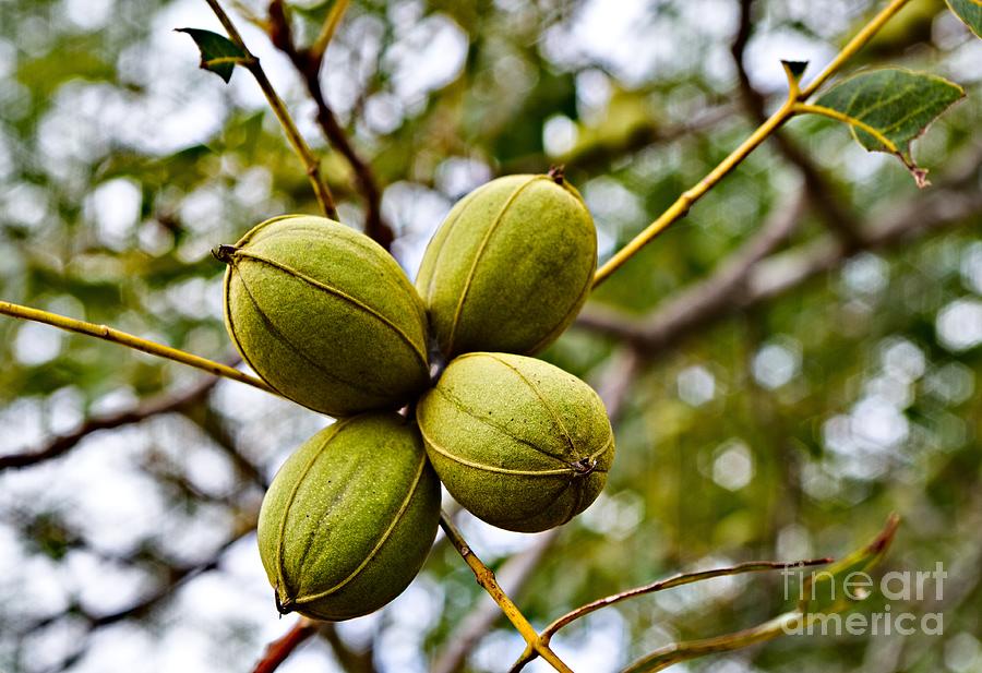 Fall Photograph - Pecans by Gary Richards