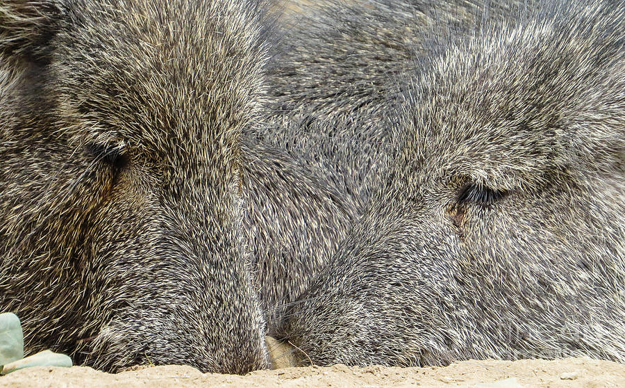 San Diego Zoo Photograph - Peccaries 0121 by Stephen Parker