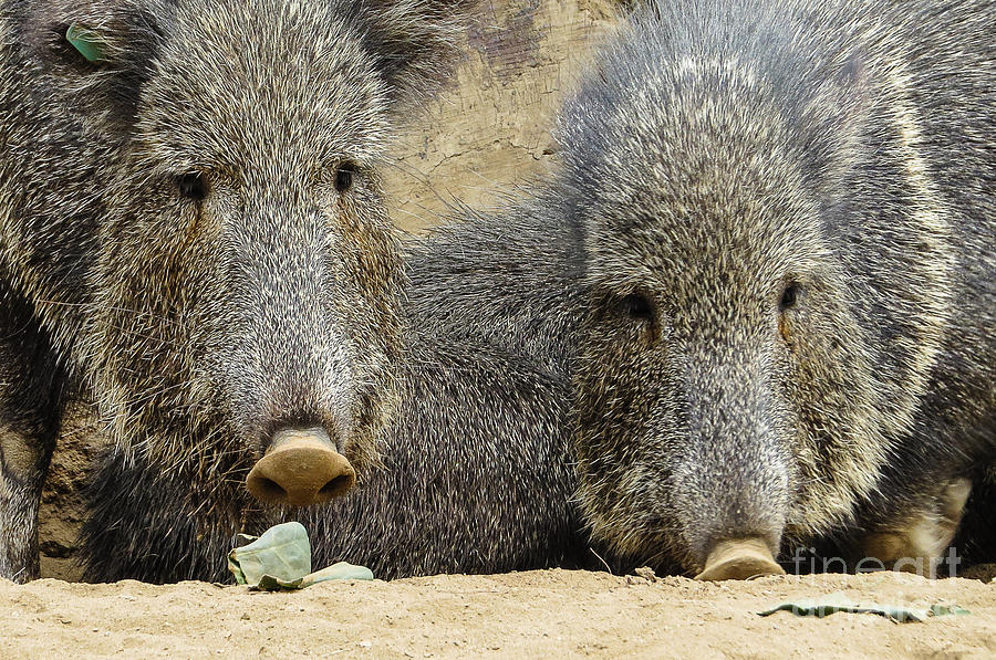 San Diego Zoo Photograph - Peccaries 0123 by Stephen Parker