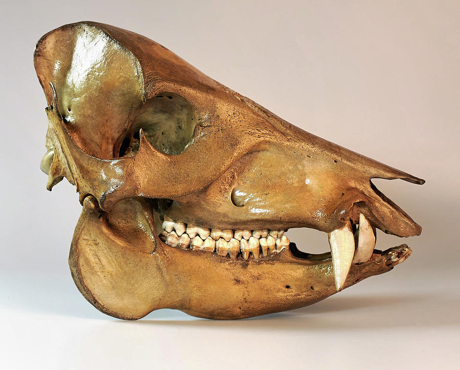 Still Life Photograph - Peccary Skull by Ucl, Grant Museum Of Zoology