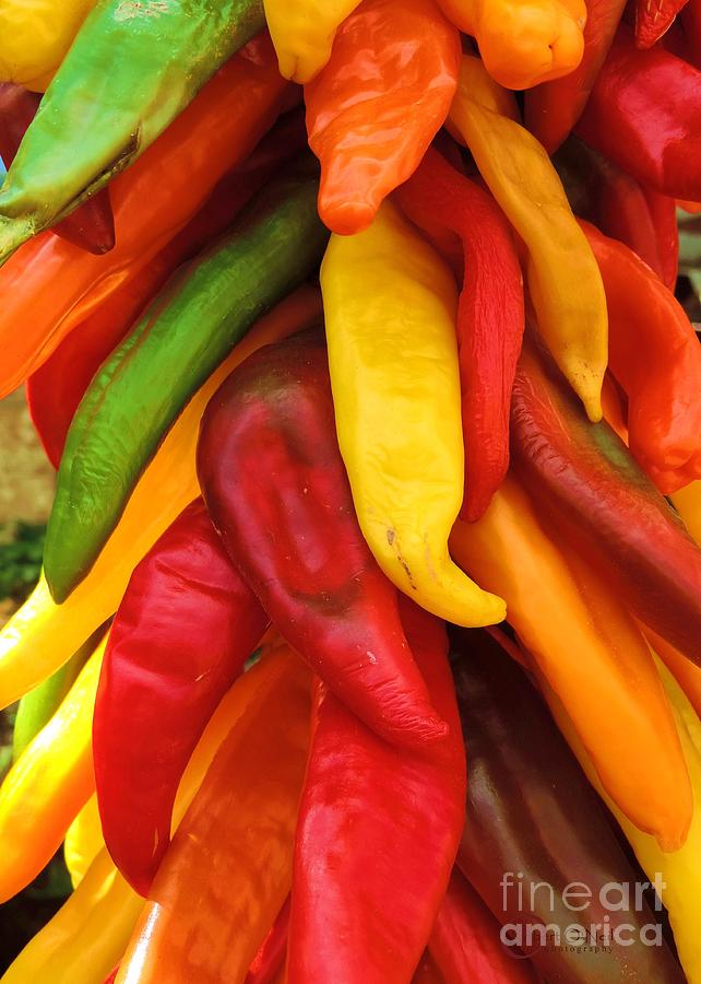 Peck of Peppers Photograph by Robert ONeil